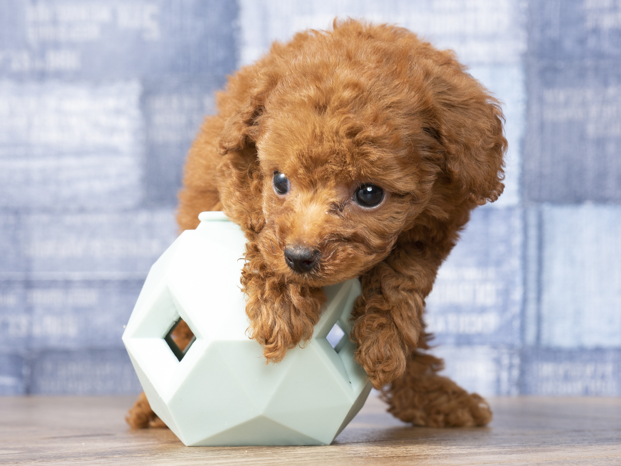 トイプードル ティーカッププードル 大高店 P S First 子犬や子猫を最優先に考えたペットショップ