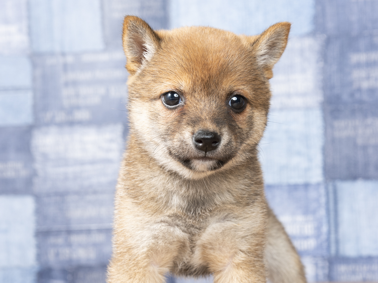 豆柴 秦野店 P S First 子犬や子猫を最優先に考えたペットショップ