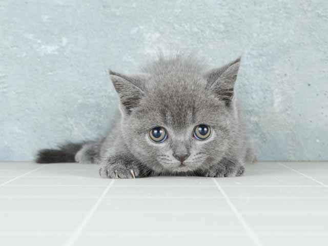 難波店 大阪府のペットショップ P S First 子犬や子猫を最優先に考えたペットショップ