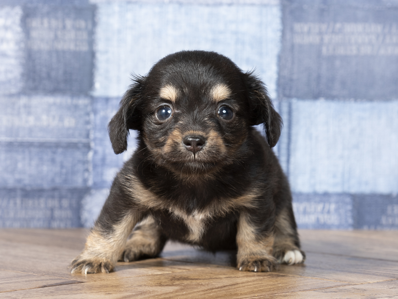 原宿店 P S First 子犬や子猫を最優先に考えたペットショップ