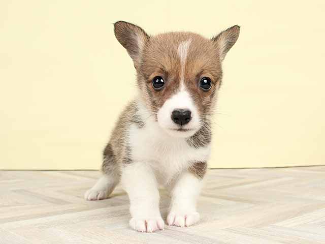 ウェルシュコーギーペンブローク 大高店 P S First 子犬や子猫を最優先に考えたペットショップ
