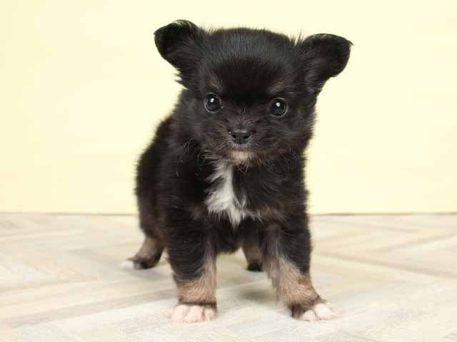 橿原店 奈良県イオンモール橿原3階 イオンペット店内のペットショップ P S First 子犬や子猫を最優先に考えたペットショップ 橿原店 奈良県イオンモール橿原3階 イオンペット店内のペットショップ P S First 子犬や子猫を最優先に考えたペットショップ