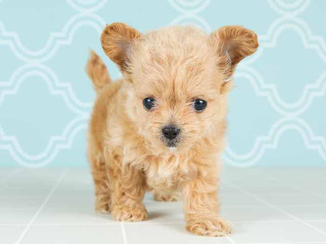 トイプードル チワワ ミックス 橿原店 P S First 子犬や子猫を最優先に考えたペットショップ