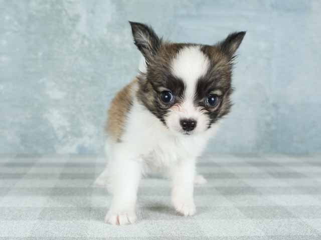 名古屋栄店 愛知県のペットショップ P S First 子犬や子猫を最優先に考えたペットショップ 名古屋栄店 愛知県のペットショップ P S First 子犬や子猫を最優先に考えたペットショップ