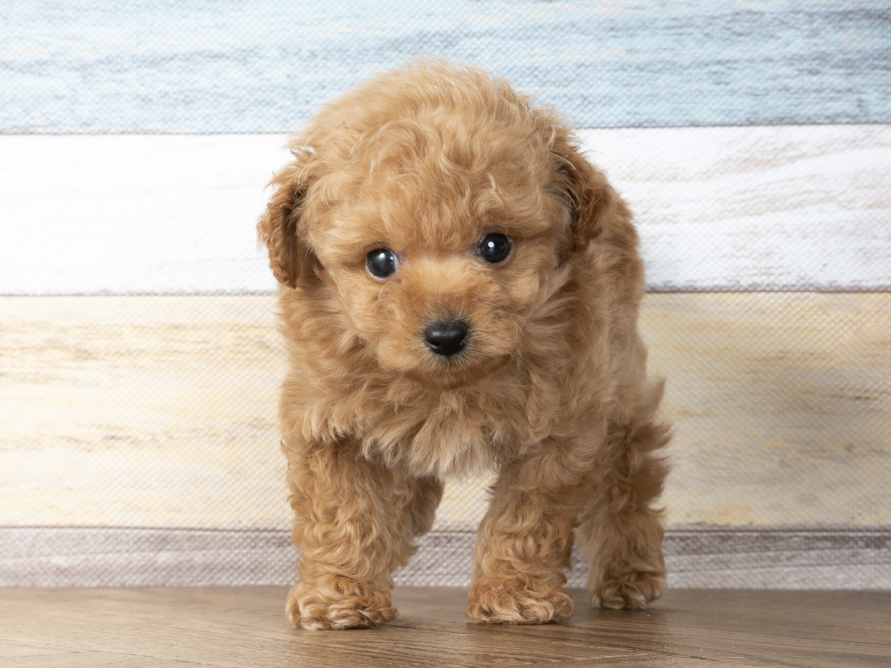 トイプードル タイニープードル 筑紫野店 P S First 子犬や子猫を最優先に考えたペットショップ