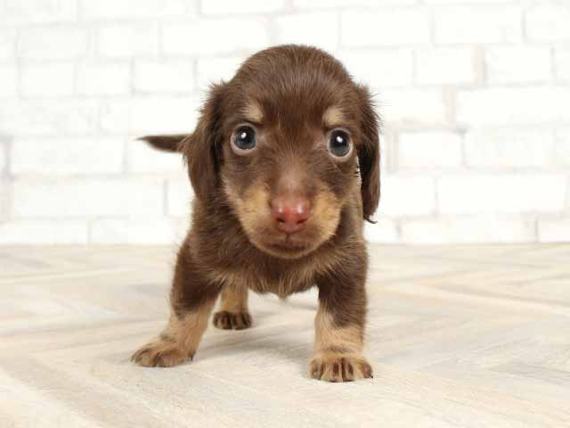 茅ヶ崎店 神奈川県イオン茅ヶ崎店3階 イオンペット店内のペットショップ P S First 子犬や子猫を最優先に考えたペットショップ