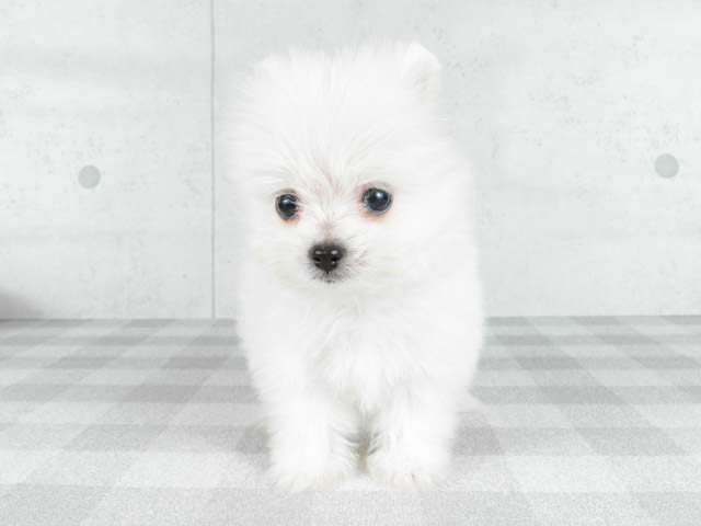 茅ヶ崎店 神奈川県イオン茅ヶ崎店3階 イオンペット店内のペットショップ P S First 子犬や子猫を最優先に考えたペットショップ