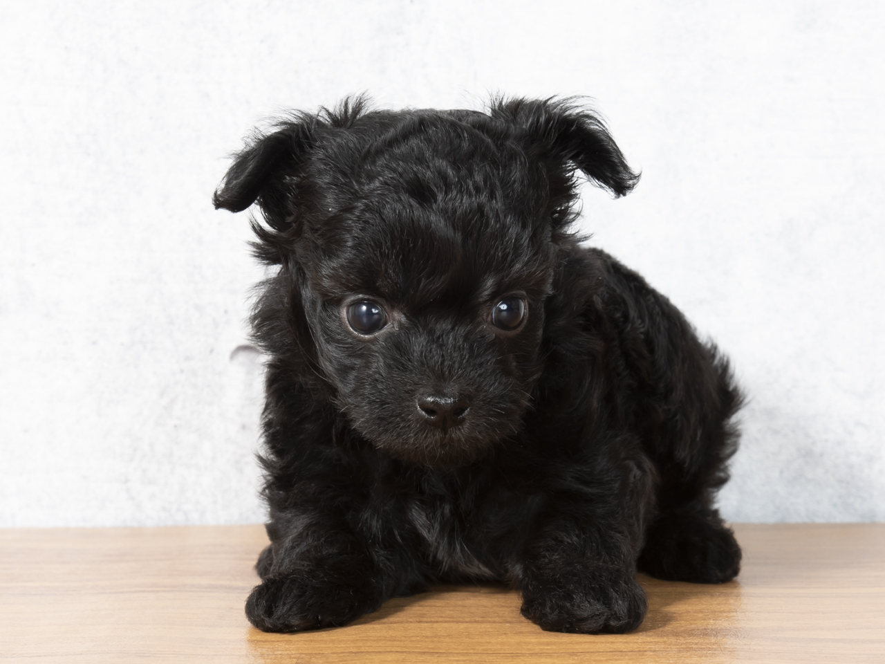 トイプードル チワワ ミックス 福岡天神店 P S First 子犬や子猫を最優先に考えたペットショップ