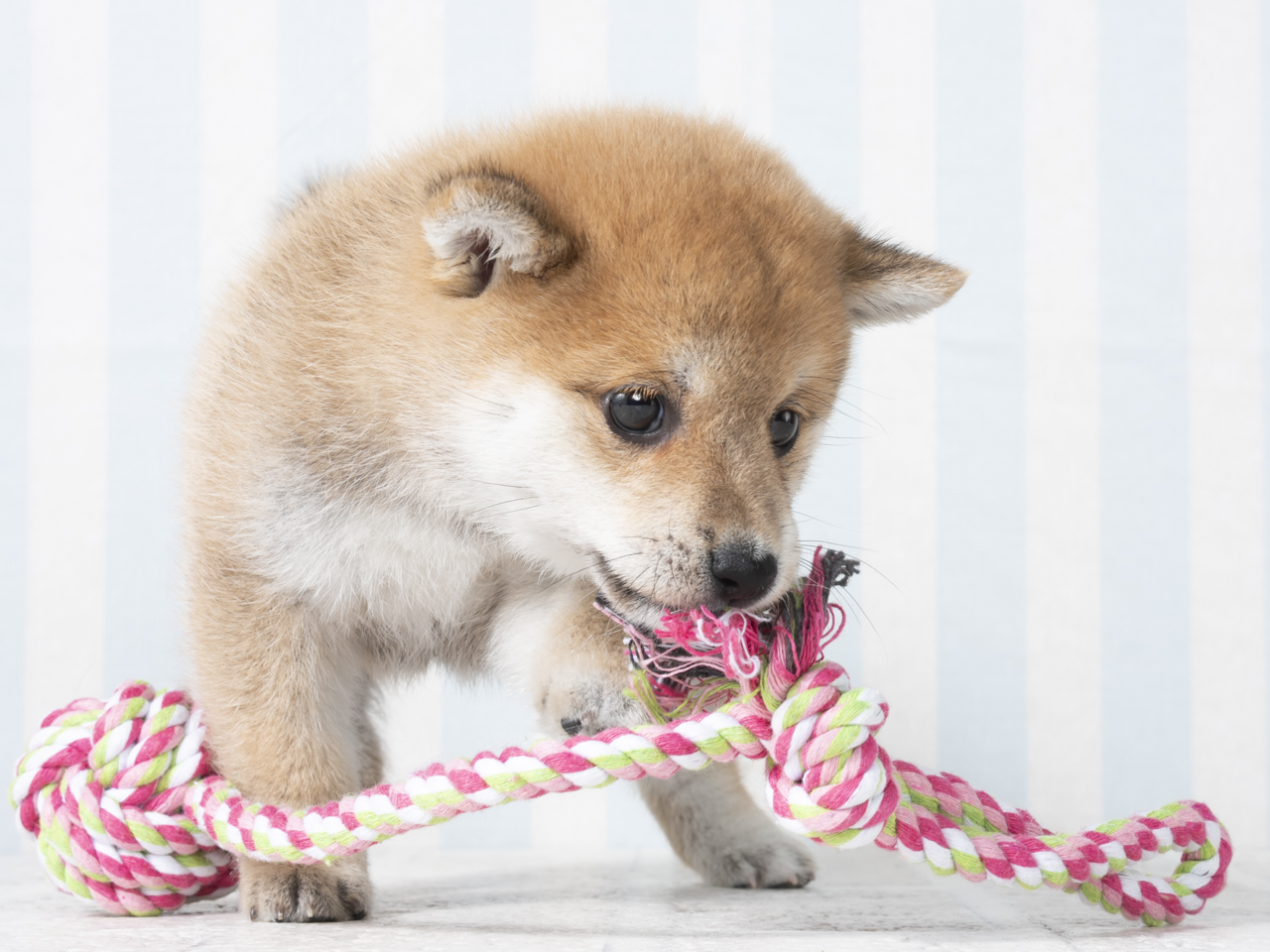 豆柴 吉祥寺サンロード店 P S First 子犬や子猫を最優先に考えたペットショップ