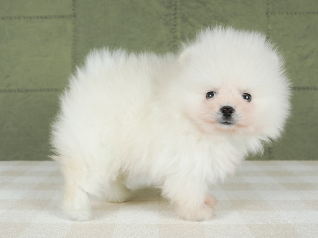 ポメラニアン 池袋店 P S First 子犬や子猫を最優先に考えたペットショップ