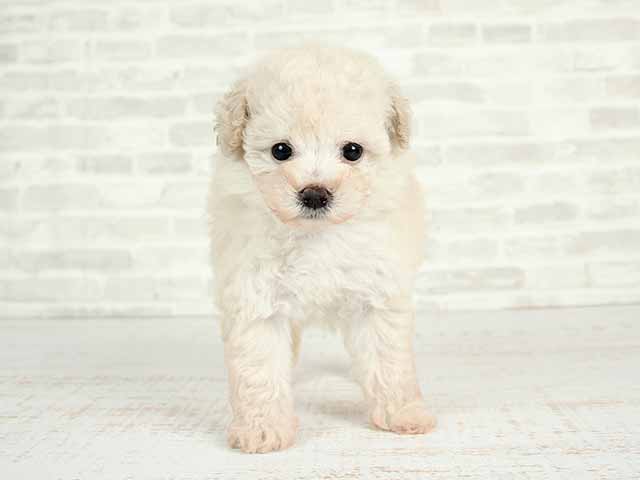 原宿店 東京都のペットショップ P S First 子犬や子猫を最優先に考えたペットショップ