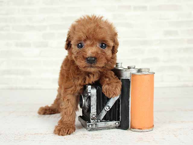 トイプードル ティーカッププードル 横浜駅前店 P S First 子犬や子猫を最優先に考えたペットショップ
