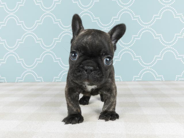 恵比寿店 東京都のペットショップ P S First 子犬や子猫を最優先に考えたペットショップ