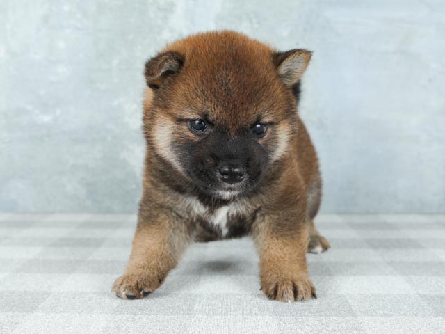 横浜駅前店 神奈川県のペットショップ P S First 子犬や子猫を最優先に考えたペットショップ