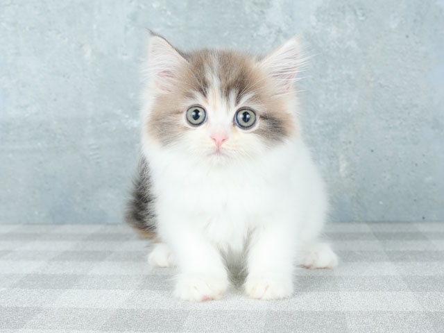 原宿店 東京都のペットショップ P S First 子犬や子猫を最優先に考えたペットショップ