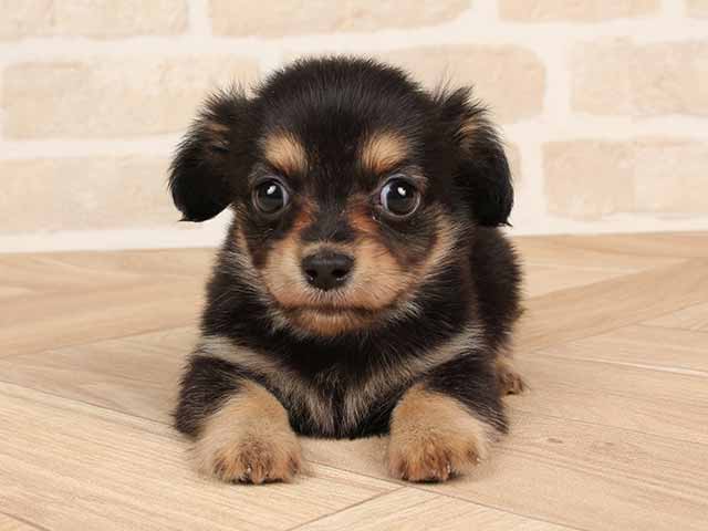 鹿児島店 鹿児島県イオン鹿児島1階 イオンペット店内のペットショップ P S First 子犬や子猫を最優先に考えたペットショップ