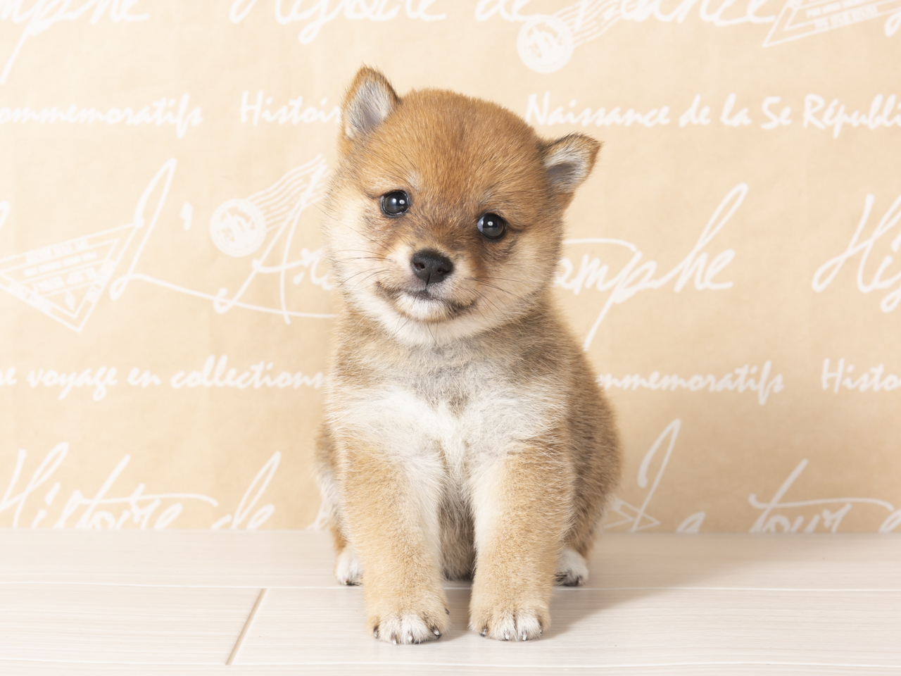 豆柴 橿原店 P S First 子犬や子猫を最優先に考えたペットショップ