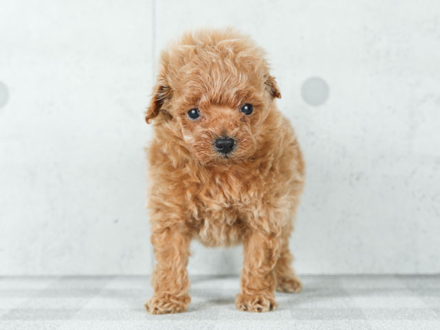 トイプードル ポメラニアン ミックス 神戸三宮店 P S First 子犬や子猫を最優先に考えたペットショップ