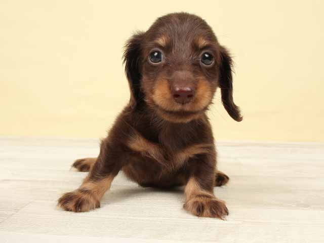 原宿店 東京都のペットショップ P S First 子犬や子猫を最優先に考えたペットショップ