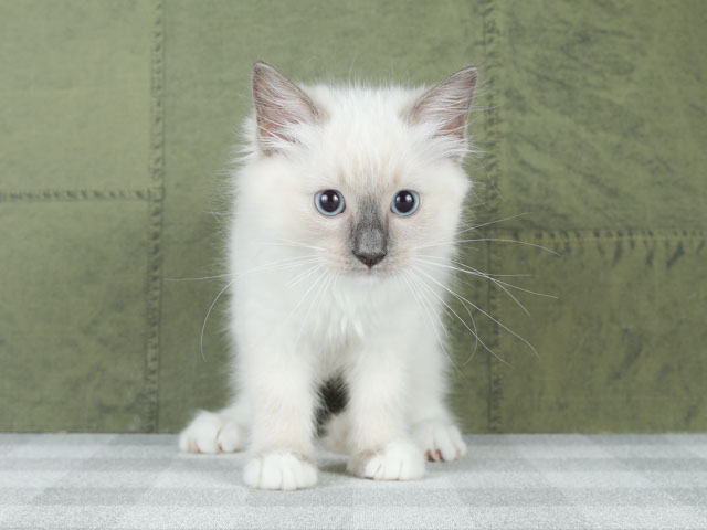 ラグドール 町田店 P S First 子犬や子猫を最優先に考えたペットショップ