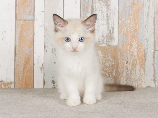 For Cats福岡天神店 福岡県のペットショップ P S First 子犬や子猫を最優先に考えたペットショップ