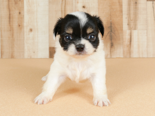 鹿児島店 鹿児島県イオン鹿児島1階 イオンペット店内のペットショップ P S First 子犬や子猫を最優先に考えたペットショップ