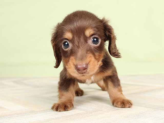 ダックスフンド ミニチュアダックス ロング 横浜駅前店 P S First 子犬や子猫を最優先に考えたペットショップ