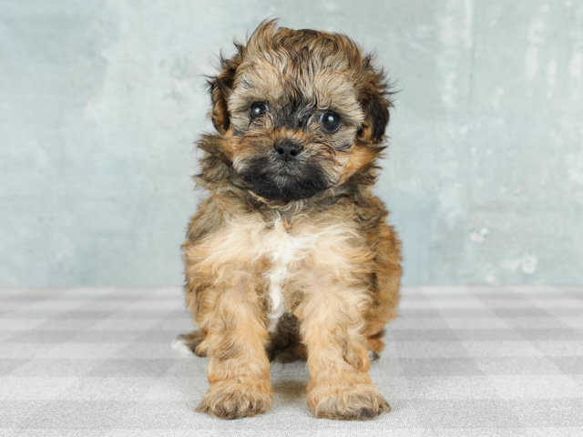 トイプードル シーズー ミックス 難波店 P S First 子犬や子猫を最優先に考えたペットショップ