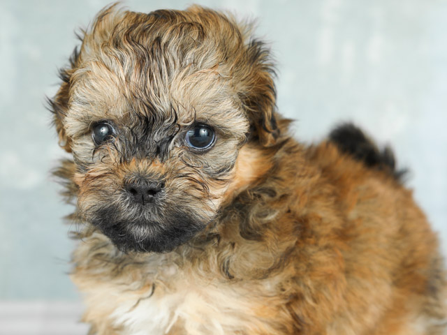 トイプードル シーズー ミックス 難波店 P S First 子犬や子猫を最優先に考えたペットショップ