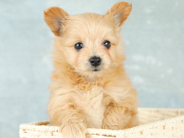 トイプードル ポメラニアン ミックス 渋谷店 P S First 子犬や子猫を最優先に考えたペットショップ