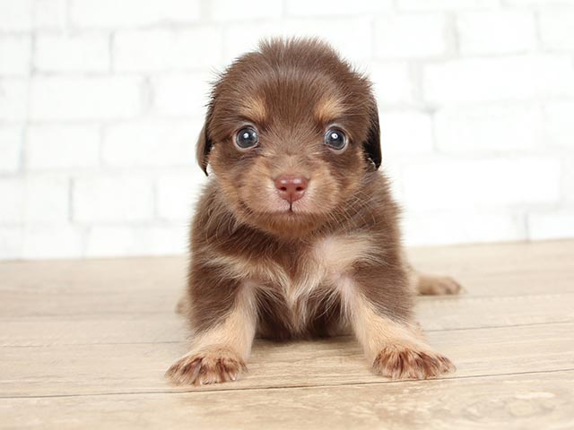 心斎橋店 大阪府のペットショップ P S First 子犬や子猫を最優先に考えたペットショップ