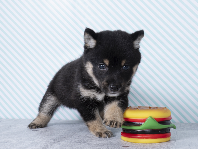 豆柴 Petemoレイクタウンmori店 P S First 子犬や子猫を最優先に考えたペットショップ