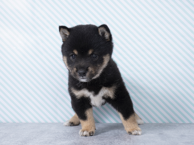 豆柴 昭島店 P S First 子犬や子猫を最優先に考えたペットショップ