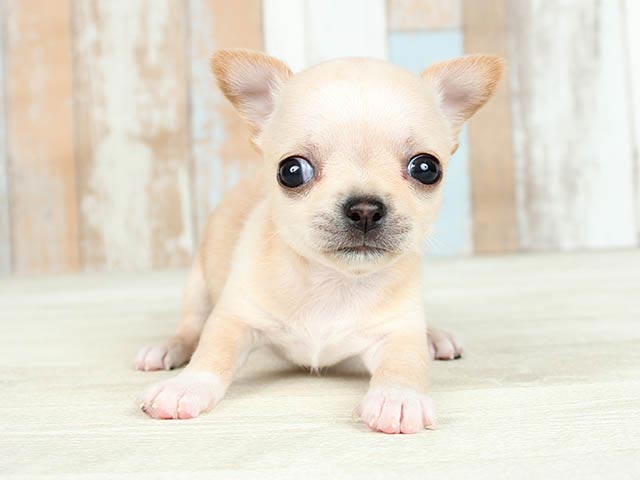 チワワ スムース Petemoレイクタウンmori店 P S First 子犬や子猫を最優先に考えたペットショップ