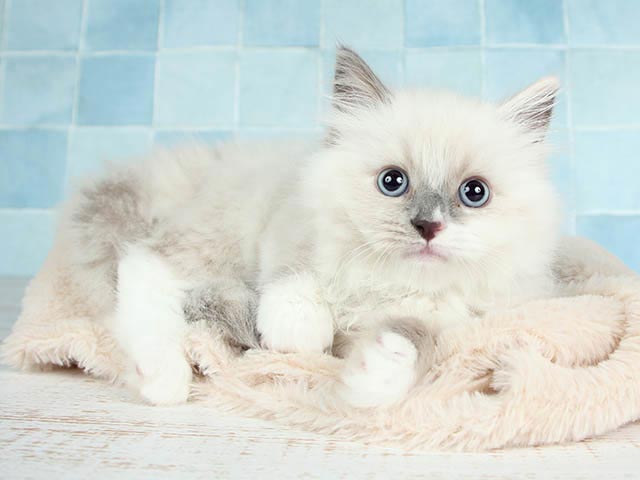 ラグドール 難波店 P S First 子犬や子猫を最優先に考えたペットショップ