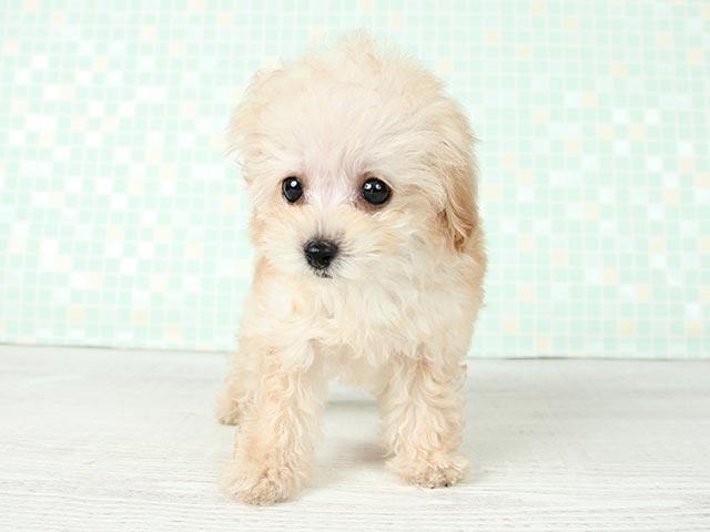 トイプードル タイニープードル カインズ浦和美園店 P S First 子犬や子猫を最優先に考えたペットショップ