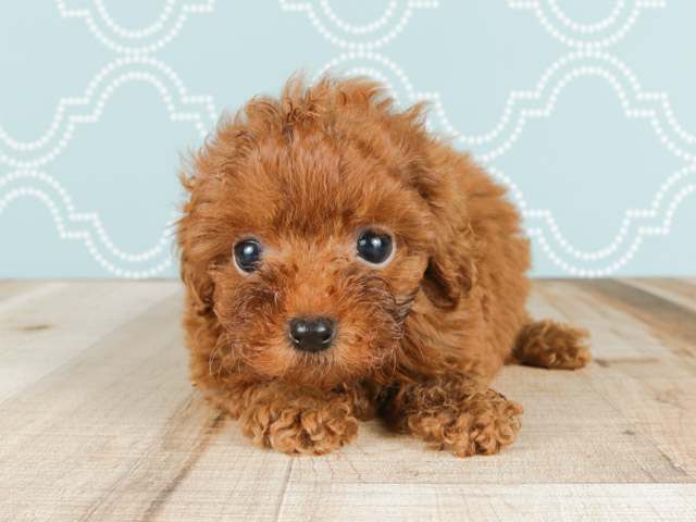 難波店 大阪府のペットショップ P S First 子犬や子猫を最優先に考えたペットショップ