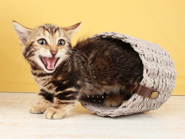 ジェネッタ│入間店│Pu0027s-first│子犬や子猫を最優先に考えたペット 