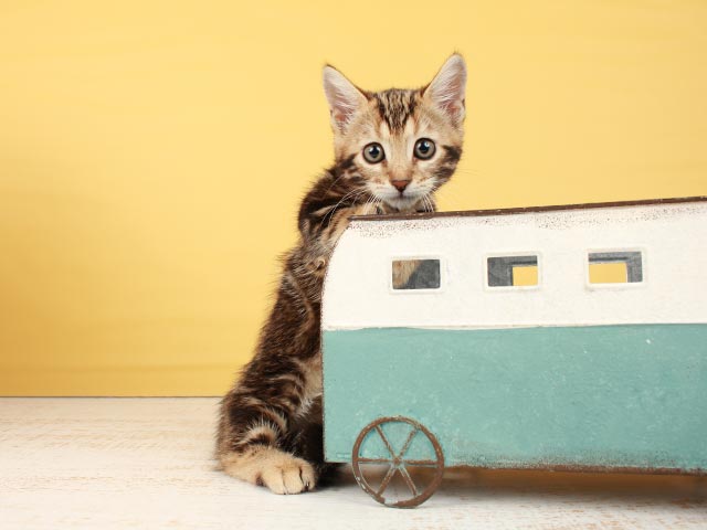 ジェネッタ│入間店│Pu0027s-first│子犬や子猫を最優先に考えたペット 