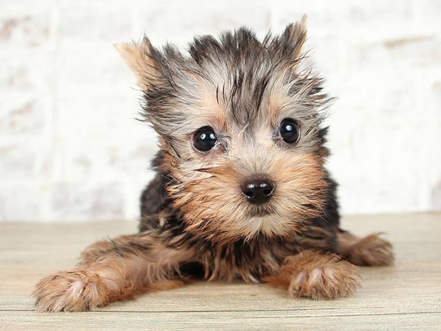 ヨークシャーテリア 広島祇園店 P S First 子犬や子猫を最優先に考えたペットショップ