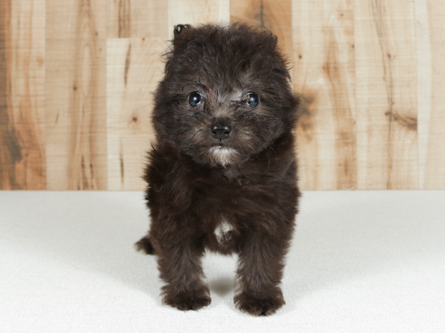 トイプードル ポメラニアン ミックス 吉祥寺サンロード店 P S First 子犬や子猫を最優先に考えたペットショップ