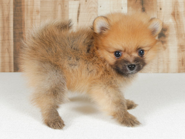ポメラニアン ふじみ野店 P S First 子犬や子猫を最優先に考えたペットショップ