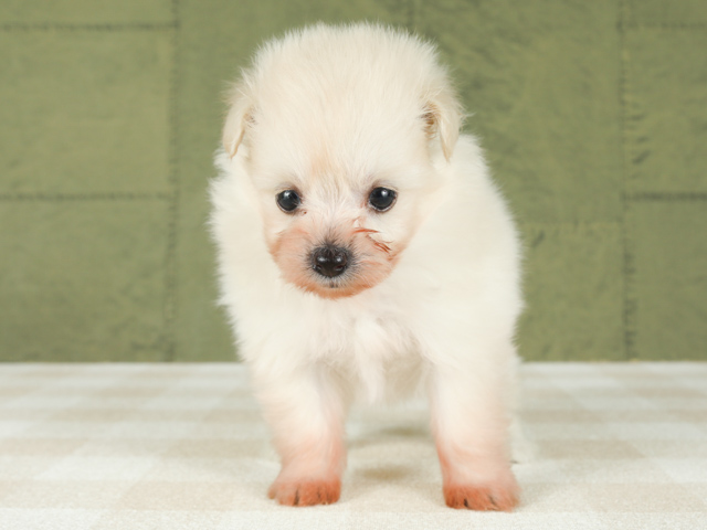 ポメラニアン トイプードル ミックス 京都四条河原町店 P S First 子犬や子猫を最優先に考えたペットショップ