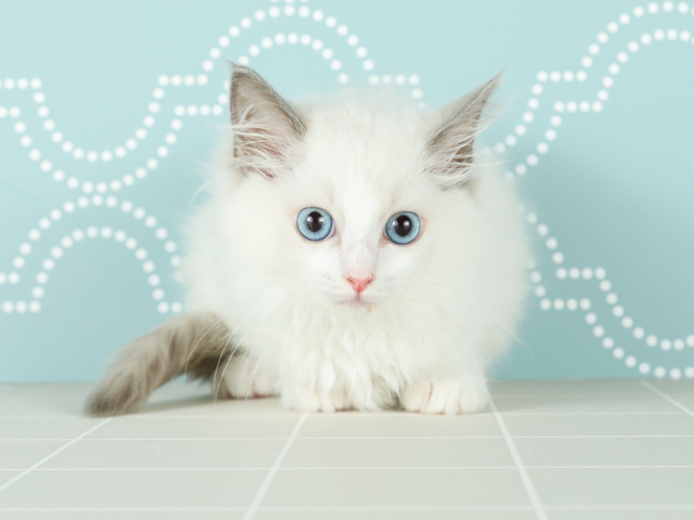 ラグドール For Cats横浜元町店 P S First 子犬や子猫を最優先に考えたペットショップ