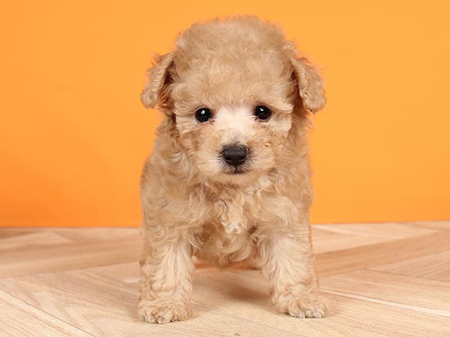トイプードル ティーカッププードル 土浦店 P S First 子犬や子猫を最優先に考えたペットショップ