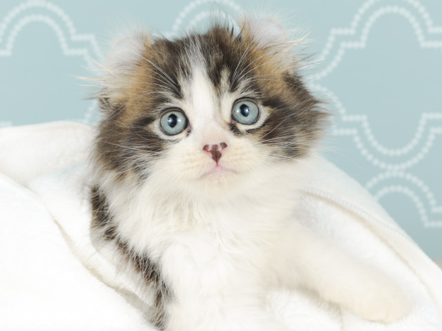 アメリカンカール│for cats横浜元町店│Pu0027s-first│子犬や子猫を最 