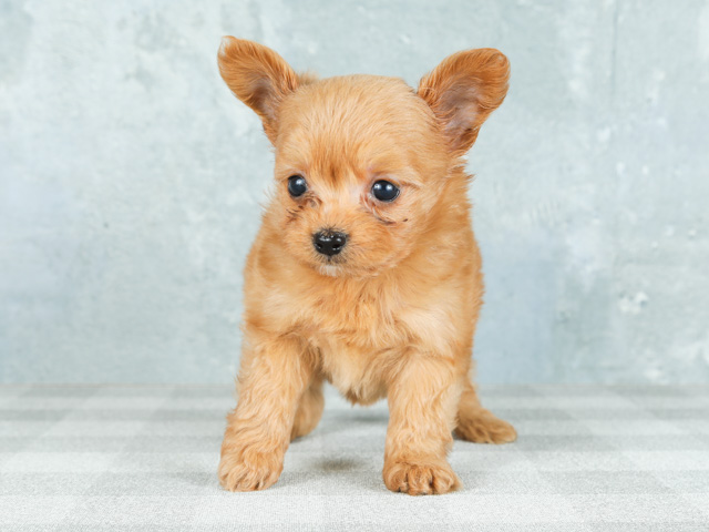 トイプードル チワワ ミックス 梅田店 P S First 子犬や子猫を最優先に考えたペットショップ