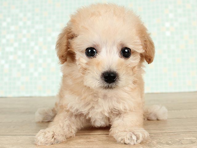 難波店 大阪府のペットショップ P S First 子犬や子猫を最優先に考えたペットショップ