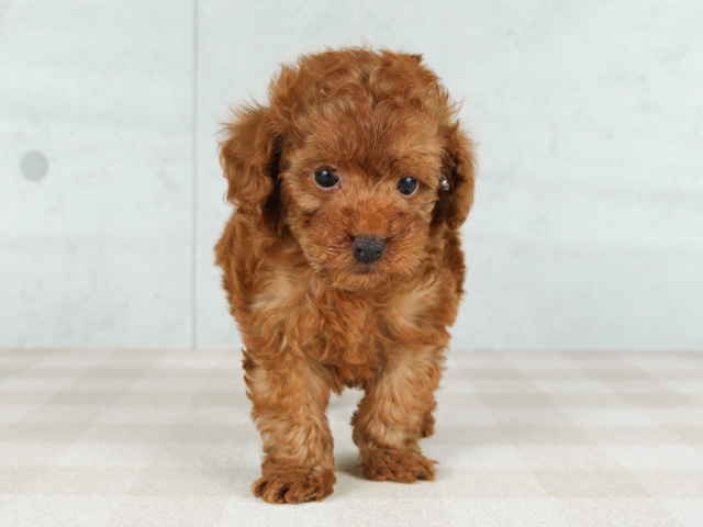 京都四条河原町店 京都府のペットショップ P S First 子犬や子猫を最優先に考えたペットショップ