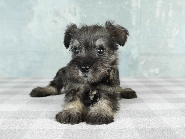 ミニチュアシュナウザー 京都四条河原町店 P S First 子犬や子猫を最優先に考えたペットショップ